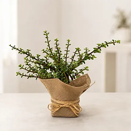Classic Jade Plant: Jade Plants