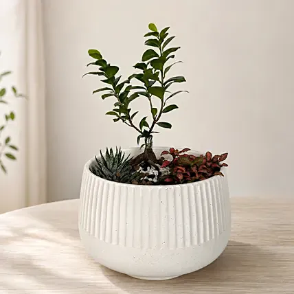 Bonsai Garden: Bathroom Plants Singapore