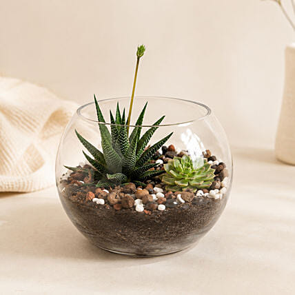Decorative Succulents In Fish Bowl: New Year Plants