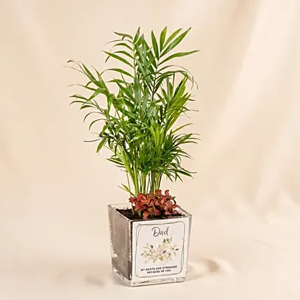 Dad's Office Oasis - Miniature Palm & Fittonia Gift: Father's Day Gifts