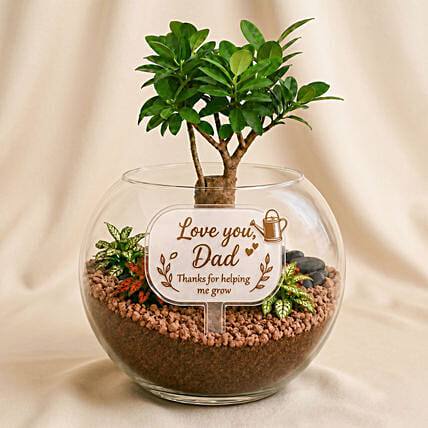 Fathers Day Bonsai Plant Gift: New Arrival Plants