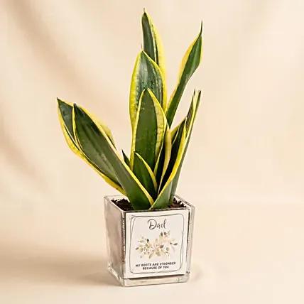Elegant Sansevieria Desktop Plant For Dad: Living Area Plants