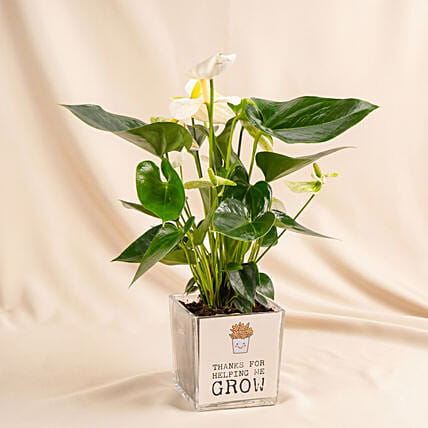 Thanks For Helping Me Grow - Fathers Day Plant: Father's Day Plants