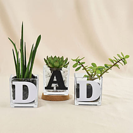 Trio Of Plants For Dad: Father's Day Plants