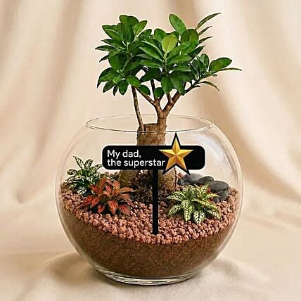 Fathers Day Bonsai Plant Gift: Plants