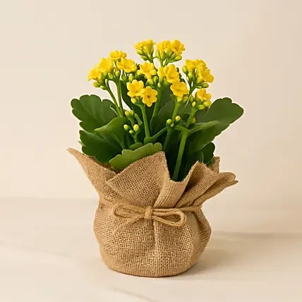 Jute Wrapped Yellow Kalanchoe Plant: 