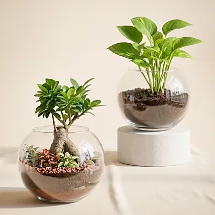 Bonsai Plant and Money Plant in Glass Bowl: Bonsai Plants Singapore