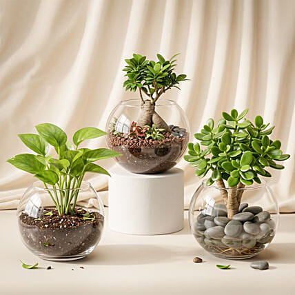 Bonsai, Jade and Money Plant in Glass Bowl: Money Plant Singapore