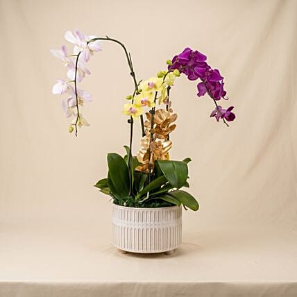 Multicolor Orchid Plants in Premium Pot: Plants Singapore