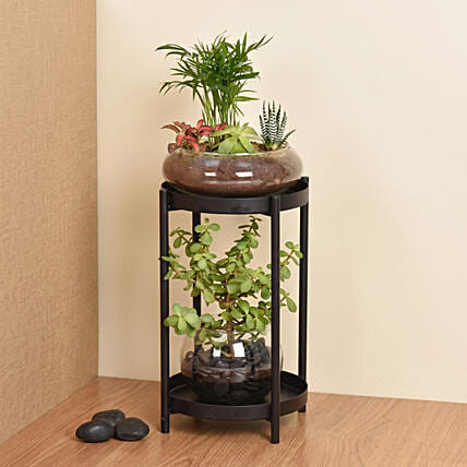Elegant Dish Garden and Lucky Jade Plant Stand: 