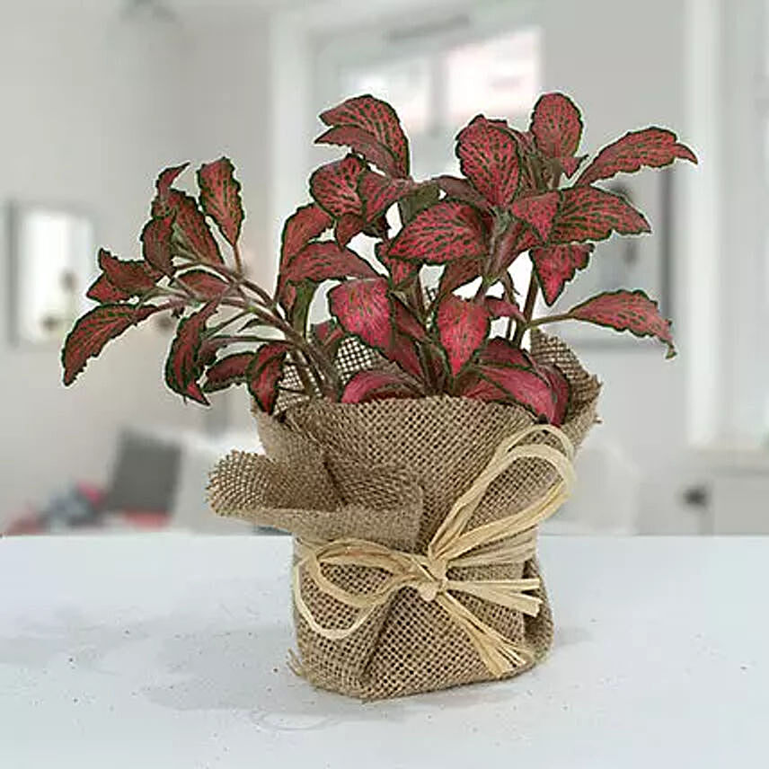 Lovely Fittonia Plant N Jute Wrapped Pot