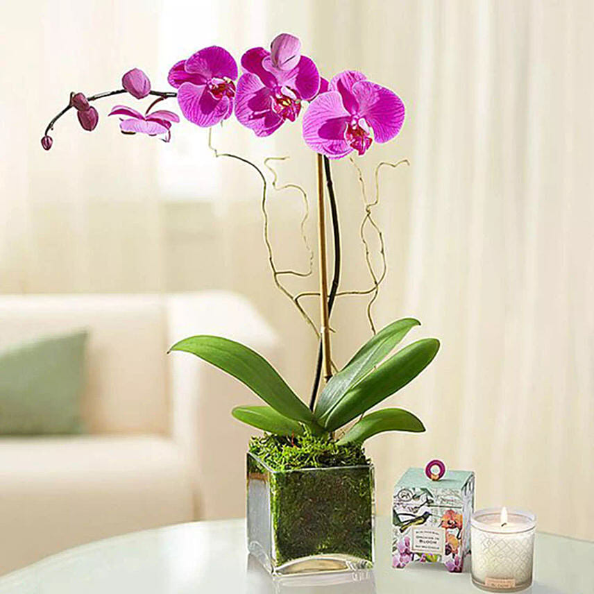 Purple Orchid Plant In Glass Vase