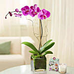 Purple Orchid Plant In Glass Vase