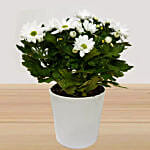 White Chrysanthemum Plant