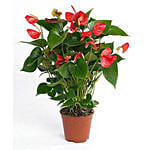 Red Anthurium Plant