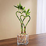 Heart Shaped Bamboo Plant In Glass Vase