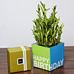 3 Layer Bamboo Plant and Patchi Chocolates For Birthday