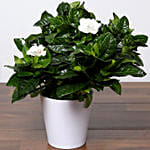 Beautiful Gardenia Jasmine Plant