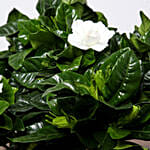 Beautiful Gardenia Jasmine Plant