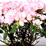 Beautiful Pink Azalea Plant