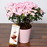 Beautiful Pink Azalea Plant and Godiva Chocolate