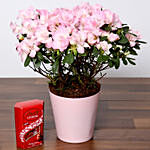 Beautiful Pink Azalea Plant and Lindt Truffles