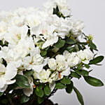 Beautiful White Azalea Plant