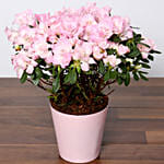 Beautiful Pink Azalea Plant and Godiva Chocolate