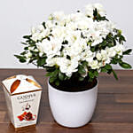 Beautiful White Azalea Plant and Godiva Truffles