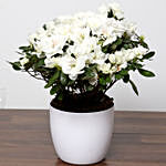 Beautiful White Azalea Plant and Godiva Truffles