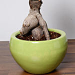 Bonsai Plant In Green Pot