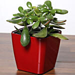 Crassula Plant In Red Pot