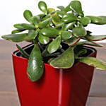 Crassula Plant In Red Pot