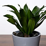 Dracaena Plant In Grey Pot