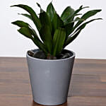 Dracaena Plant In Grey Pot