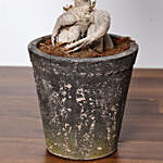Ficus Bonsai Plant In Ceramic Pot