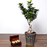 Ficus Bonsai Plant In Ceramic Pot and Chocolates