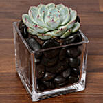 Green Echeveria Plant In Square Vase