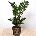 Green Zamia Plant