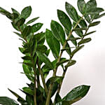 Green Zamia Plant