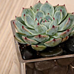 Green Echeveria Plant In Square Vase