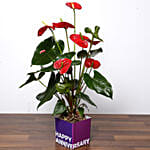 Red Anthurium Plant and Chocolates For Birthday