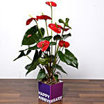 Red Anthurium Plant For Birthday