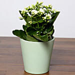 White Kalanchoe Plant In Green Pot