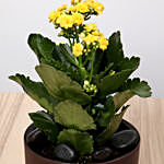 Yellow Kalanchoe Plant In Green Pot