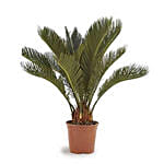 Cycas Plant