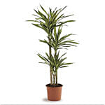 Dracaena Rikki