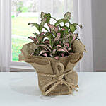 Fittonia Plant with Jute Wrapped Pot