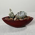 Green Echeveria and Cactus with Natural Stones