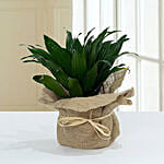 Green Elegance in Jute Wrapping Pot